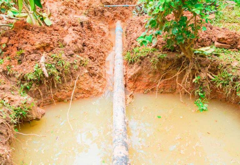 Tree roots and plumbing pipes